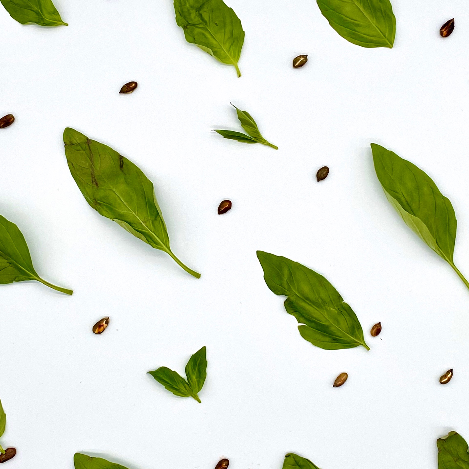 Leaf Box Regular.
